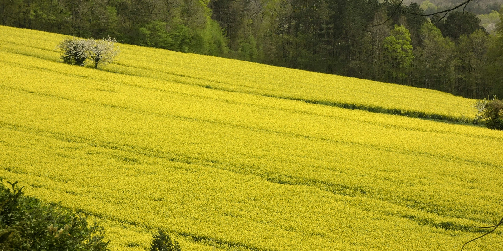 Reconnaissance des Végétaux pour BEPA, Bac Pro et BTSA en PDF